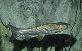 Grass carp (Ctenopharyngodon idella)