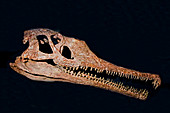 Angistorhinus skull