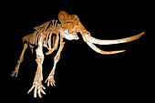Columbian mammoth