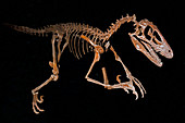 Deinonychus raptor