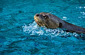 Giant otter swimming