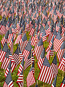 Memorial Day Flags, Boston Common