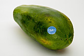 Genetically Modified Produce, Papaya