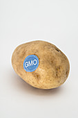 Genetically Modified Produce, Potato