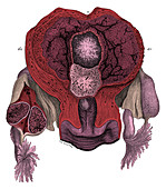 Human Gravid Uterus, 25th Day