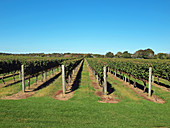 Vineyard in East Hampton