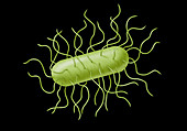 E. coli Bacteria, Illustration