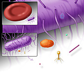 Virus Size Comparison, Illustration