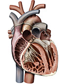 Cross section of heart, illustration