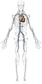 Principal veins, illustration