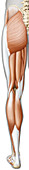 Muscles of the leg and foot, illustration