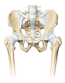 Hip, anterior view, illustration