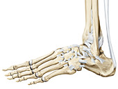 Gliding joint (foot), illustration