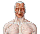 Principal lymph of head, illustration