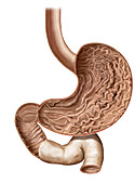 Cross section of stomach, illustration