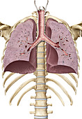 Cross section, trachea and lungs, illustration