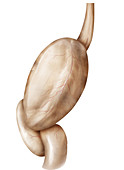 Stomach, lateral view, illustration