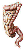 Intestines, lateral view, illustration