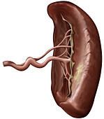 Section of a spleen, illustration