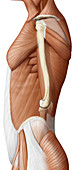 Trunk muscle, lateral view, illustration