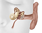 Structure of the ear, illustration