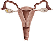 Female genital organs, illustration