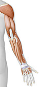 Muscle of the arm and hand, illustration