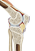 Knee joint, illustration