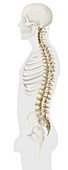 Male pelvis and spine, illustration