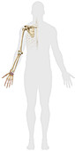 Bones of arm, illustration