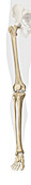 Bones of leg, illustration