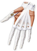 Muscle of hand, anterior view, illustration