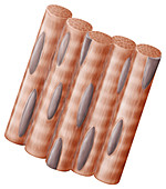 Striated muscle fibre, illustration