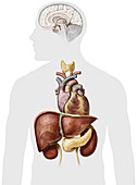 Organs of the upper body, illustration