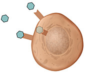 Target cell, illustration