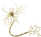 Neuron, illustration