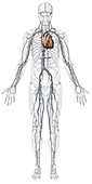 Principal veins, illustration