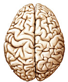 Cerebrum Hemispheres, illustration