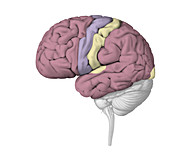 Cerebral Cortex, illustration