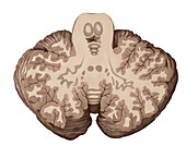 Cerebellum Cross Section, illustration