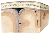 Brain Cross Section, illustration
