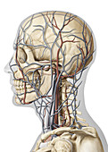 Veins and arteries of the head, illustration