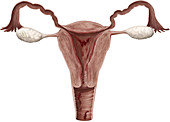 Female genital organs, illustration