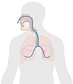 Inhalation and exhalation, illustration
