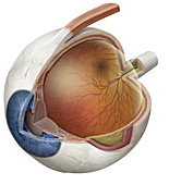 Eyeball, illustration