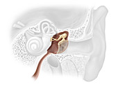 Middle ear, illustration
