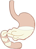 Digestive process, illustration