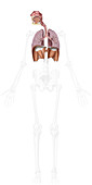 Lower respiratory system organs, illustration