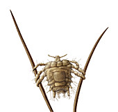 Crab, illustration