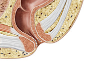 Anal canal, illustration